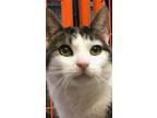 Adopt DILLY a Domestic Short Hair