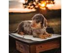 Dachshund Puppy for sale in Waterville, MN, USA