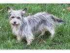 Adopt Carson a Yorkshire Terrier