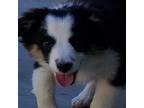 Miniature Australian Shepherd Puppy for sale in Lancaster, CA, USA