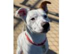 Adopt Cena (ID 39831/2734) a Collie, Terrier