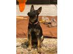 Adopt Piper a German Shepherd Dog, Cattle Dog