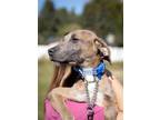 Adopt Compass- foster or adoptive home needed a Mountain Cur
