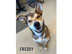 Adopt Freddy a German Shepherd Dog