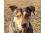 Adopt DOMINGO* a Tan/Yellow/Fawn Labrador Retriever / Mixed dog in Tucson