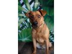 Adopt Shapiro a Labrador Retriever, Shepherd