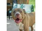 Adopt Ike a Pit Bull Terrier, American Staffordshire Terrier