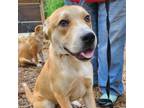 Adopt Cash a Feist, Mixed Breed