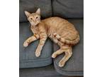 Adopt Raynor a Tabby