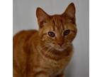 Adopt Bobbie a Tabby