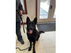 Adopt Finn a German Shepherd Dog