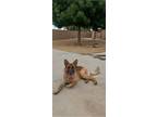 Adopt Eugene a German Shepherd Dog