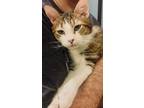 Adopt Chickie a American Shorthair