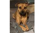 Adopt Clover a Black Mouth Cur, Terrier