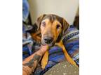 Adopt COFFEE a Black and Tan Coonhound, Shar-Pei
