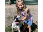 Adopt INKY a German Shorthaired Pointer, American Staffordshire Terrier