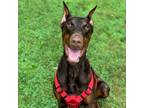 Adopt 7713 Beau a Doberman Pinscher