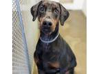 Adopt 7788 Hudson a Doberman Pinscher