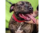 Adopt TIGER a American Staffordshire Terrier