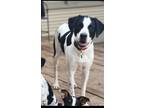 Adopt Henry a English Pointer