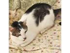 Adopt Coach a American Shorthair