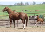 Beautiful 2013 APHA Broodmare-In Foal-Proven Producer