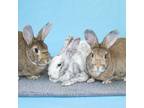 Adopt Pippi, Ramona, & Matilda a Bunny Rabbit, Harlequin