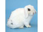 Adopt Annabelle a Holland Lop