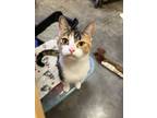 Adopt Angel a Calico