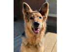 Adopt Louisa a German Shepherd Dog