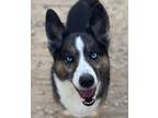 Adopt Daisy a Siberian Husky