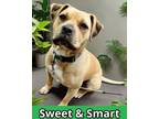 Adopt Blondie a American Staffordshire Terrier, Boxer