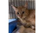 Adopt Sherbert a Tabby