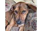 Adopt Rosie a Foxhound, Labrador Retriever