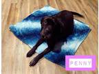 Adopt Penny a Shar-Pei, Black Labrador Retriever