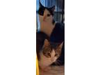 Adopt Ellie and Ennis a Abyssinian