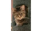 Adopt Arabella Hera a Oriental Short Hair