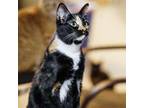 Adopt Wicket a Domestic Short Hair