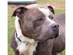 Adopt Hope a American Staffordshire Terrier