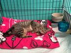 Adopt Marsha a Tabby