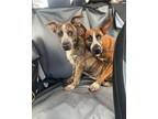 Adopt The Heeler Sisters, Mimi and Maddie a Australian Cattle Dog / Blue Heeler