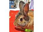 Adopt Aarg! a Bunny Rabbit