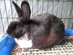 Adopt Phosphorus a Bunny Rabbit