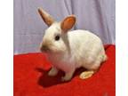 Adopt Bouncy a Bunny Rabbit