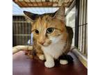 Adopt Sasha a Domestic Short Hair