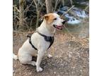 Adopt Dakota a Pit Bull Terrier