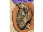 Adopt Kelly a Tabby, Domestic Short Hair