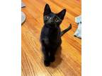 Adopt Denny a Domestic Short Hair