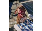 Adopt Nikki a Mixed Breed, American Staffordshire Terrier