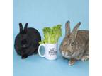 Adopt Dusty & Fleur a Bunny Rabbit